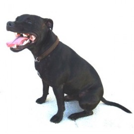 Poudre Pet Pour Chien Qui Pete Pilule Pet Or The Fart Pill