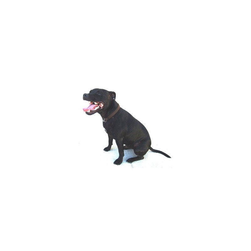 Poudre Pet Pleine Forme Pour Chien Qui Pete Pilule Pet Or The Fart Pill