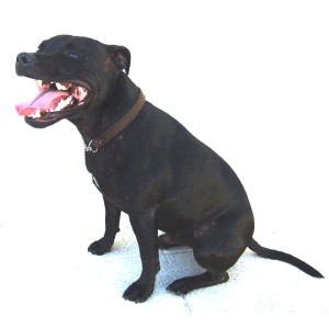 Poudre Pet Pleine Forme Pour Chien Qui Pete Pilule Pet Or The Fart Pill